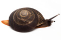 Pleurodonte excellens adult